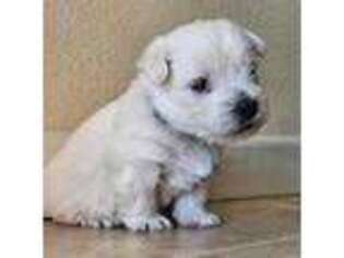 West Highland White Terrier Puppy for sale in Farmington, MO, USA