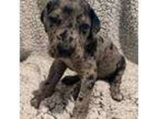 Great Dane Puppy for sale in Olalla, WA, USA