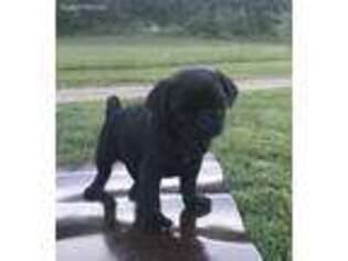 Pug Puppy for sale in Burkesville, KY, USA