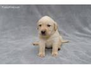 Labrador Retriever Puppy for sale in Oroville, CA, USA