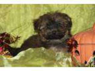 Havanese Puppy for sale in NORTH VERNON, IN, USA
