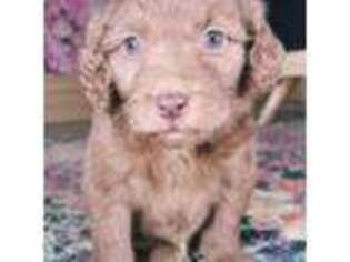 Goldendoodle Puppy for sale in Morgantown, KY, USA