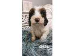 Mutt Puppy for sale in Dubuque, IA, USA