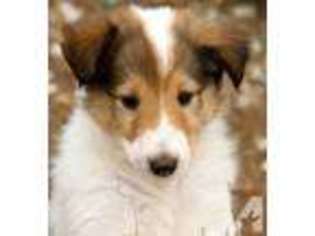 Collie Puppy for sale in HARPER, KS, USA