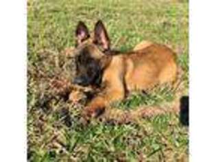 Belgian Malinois Puppy for sale in Chandler, TX, USA