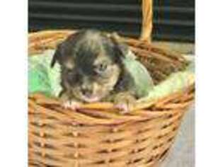 Chihuahua Puppy for sale in Greenwood, SC, USA