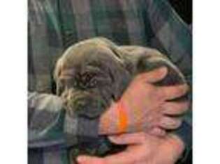 Neapolitan Mastiff Puppy for sale in Custer, KY, USA