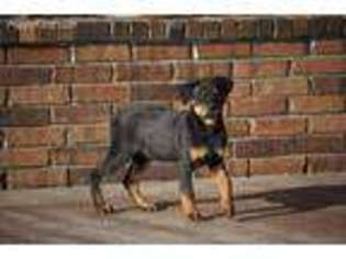 Rottweiler Puppy for sale in Reeds Spring, MO, USA