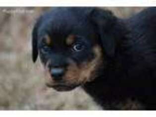 Rottweiler Puppy for sale in Roland, OK, USA