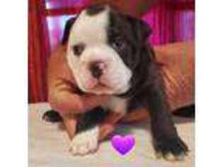 Olde English Bulldogge Puppy for sale in Mcalester, OK, USA