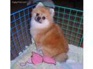 Pomeranian Puppy for sale in Oakdale, CA, USA