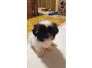Mutt Puppy for sale in Ansonia, CT, USA