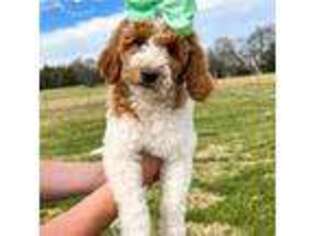 Goldendoodle Puppy for sale in College Grove, TN, USA