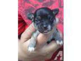 Chihuahua Puppy for sale in LOCH SHELDRAKE, NY, USA
