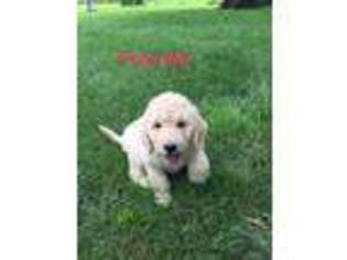 Goldendoodle Puppy for sale in Taylorsville, NC, USA