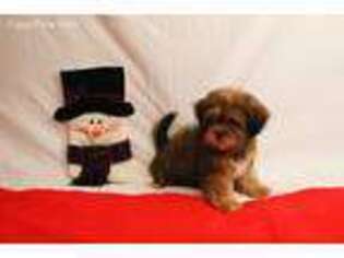 Shih-Poo Puppy for sale in Johnstown, OH, USA