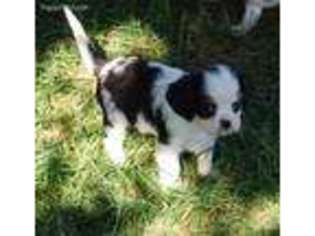 Cavalier King Charles Spaniel Puppy for sale in Colman, SD, USA