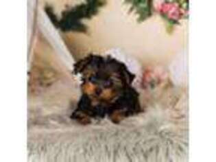 Yorkshire Terrier Puppy for sale in Warsaw, IN, USA