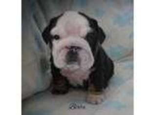 Bulldog Puppy for sale in Chagrin Falls, OH, USA