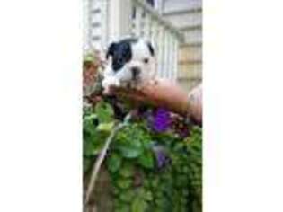 Boston Terrier Puppy for sale in Landenberg, PA, USA