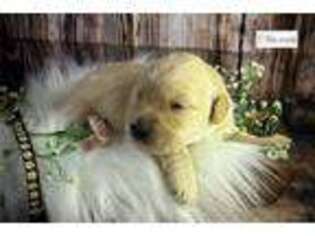 Golden Retriever Puppy for sale in Saint Louis, MO, USA