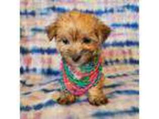 Mutt Puppy for sale in Archer City, TX, USA