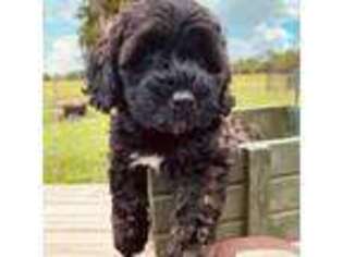 Portuguese Water Dog Puppy for sale in Arcadia, FL, USA