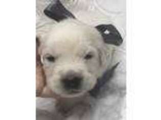 Mutt Puppy for sale in Mount Dora, FL, USA