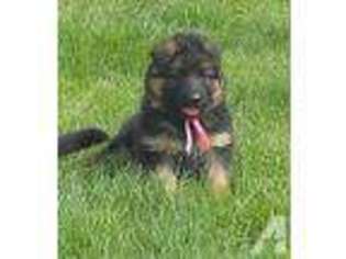 German Shepherd Dog Puppy for sale in CATAWISSA, PA, USA