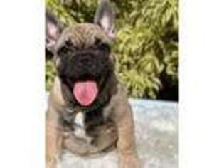 French Bulldog Puppy for sale in Pembroke Pines, FL, USA