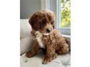 Cavapoo Puppy for sale in Bedford, OH, USA