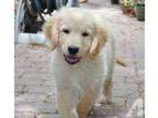 Golden Retriever Puppy for sale in LOMITA, CA, USA