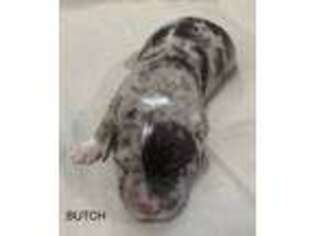 Mutt Puppy for sale in Zavalla, TX, USA