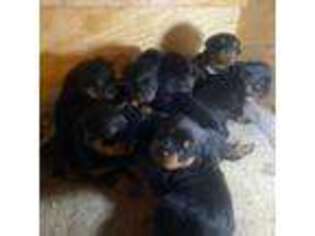 Rottweiler Puppy for sale in New Windsor, MD, USA
