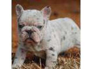 French Bulldog Puppy for sale in Baileyton, AL, USA