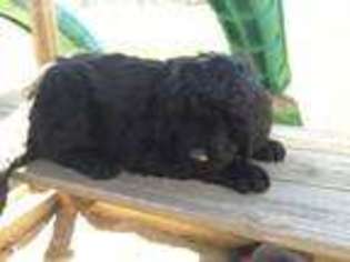 Newfoundland Puppy for sale in Marshallville, OH, USA