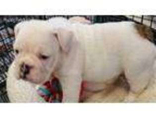 Bulldog Puppy for sale in Glasgow, KY, USA