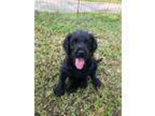 Labradoodle Puppy for sale in WINTERVILLE, NC, USA