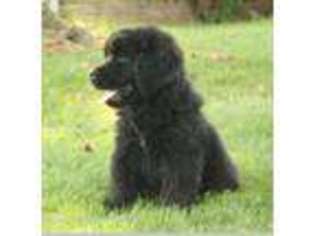 Newfoundland Puppy for sale in Stevens, PA, USA