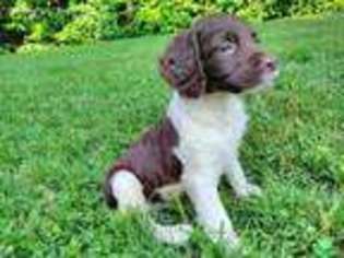 Brittany Puppy for sale in Dundee, OH, USA