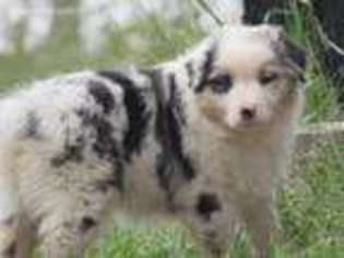 Australian Shepherd Puppy for sale in Clarinda, IA, USA