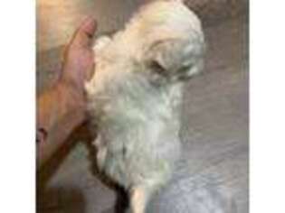 Maltese Puppy for sale in Sparta, NC, USA