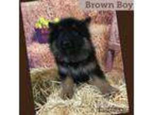 Medium Photo #1 German Shepherd Dog Puppy For Sale in Springtown, TX, USA