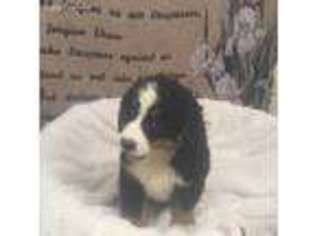 Bernese Mountain Dog Puppy for sale in Commodore, PA, USA