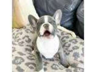 French Bulldog Puppy for sale in London, KY, USA