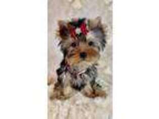 Yorkshire Terrier Puppy for sale in Wallace, MI, USA