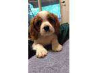 Cavalier King Charles Spaniel Puppy for sale in Germantown, MD, USA