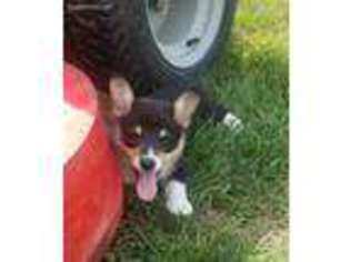 Pembroke Welsh Corgi Puppy for sale in Browning, MO, USA