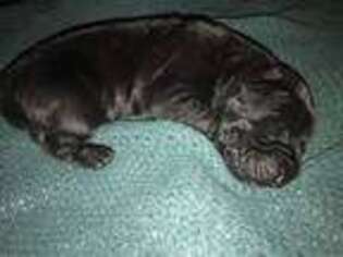 Mastiff Puppy for sale in Fort Mohave, AZ, USA