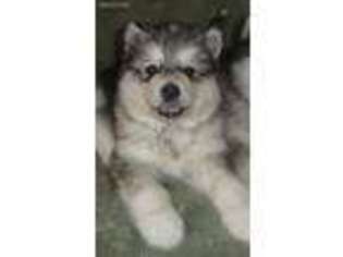 Alaskan Malamute Puppy for sale in Trivoli, IL, USA